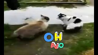 Funny cats fighting very dangerouse