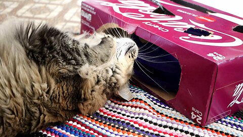 Leia Takes Toy out of a Box