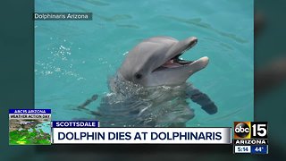 Bottlenose dolphin dies at Dolphinaris Arizona
