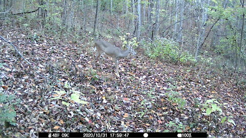 Small Buck 4-6pt?