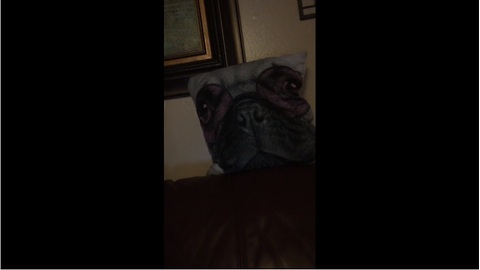 Pug scared of pug-faced pillow