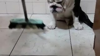 Rebellious bulldog refuses to move for broom