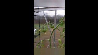 Checking on the Greenhouse again