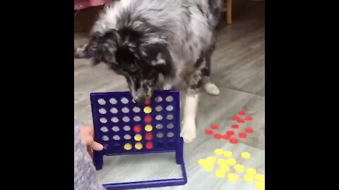 Australian Shepherd plays a round of Connect Four with his owner