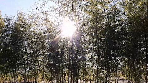 Sunlight from the bamboo forest.