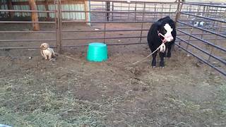 "Puppy Plays Tug of War With Cow"