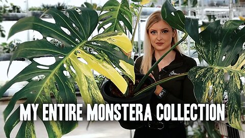 My ENTIRE Monstera Collection 2023