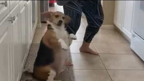 Ce chien entame une danse avec sa maîtresse
