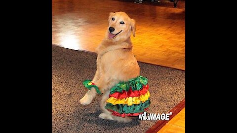 Salsa Dancing Dog