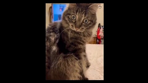 Funniest Cats and Dogs Videos 😺🐶🐱New Funny Animals🤣🤣 part 2
