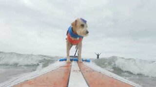 Découvrez Scooter, le chien surfeur!