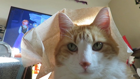 Patient cat lets owner cover him with napkins