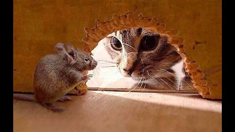Real life Tom and Jerry 😂😂😂😂