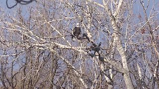 Idaho Back Roads: Boise River Eagles