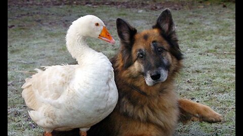 Funny Goose Attacks Dog | Geese Attack Compilation