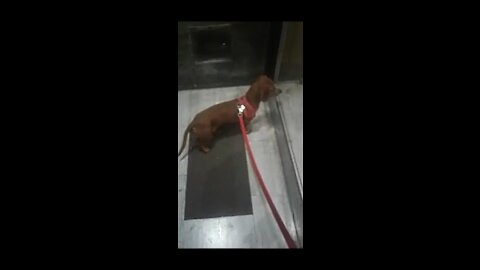 This puppy is seen for the first time in the mirror