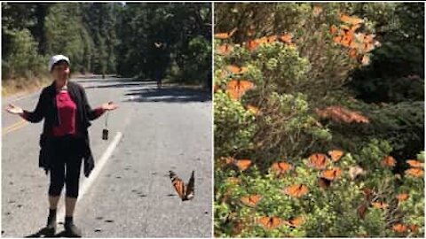 L'incredibile migrazione delle farfalle filmata in Messico