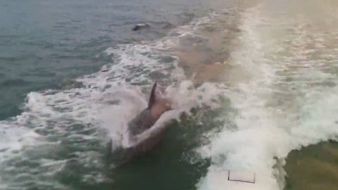 Dolphins surf behind boat in Florida