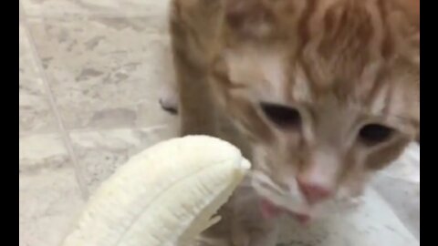 Funny cat reaction when tasting a banana