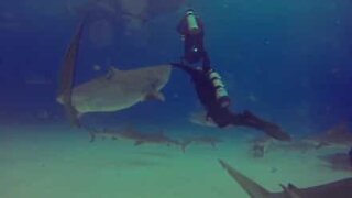 Paura: salva l'altro sub allontanando lo squalo con una spinta
