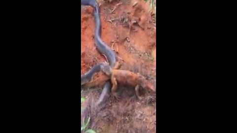 King cobra eats monitor lizard!