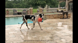 Funny Great Dane Loves Playing Fetch In The Rain