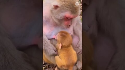 Monkey funny video, dog short video 2022, cat funny video shorts, animal funny videos 2022 #short