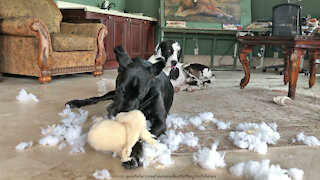 Great Dane enjoys destuffing all of her stuffed animal toys