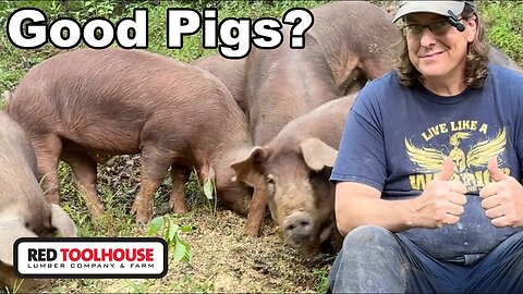 How Have the Red Wattle Pigs Managed on Our Farm?