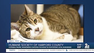 Humane Society of Harford County recognizes National Specially-abled Pet Day