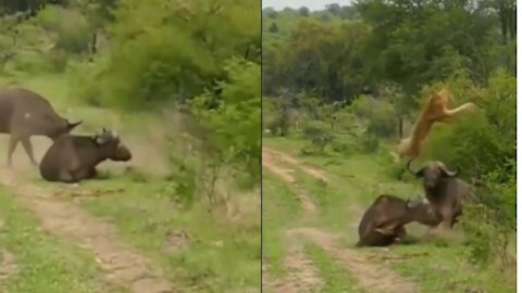 Amazing! Mom Buffalo takes on Lion to save her child!