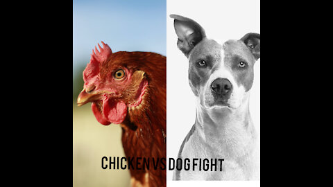 Cute chicken and dog fights