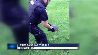 Snapping turtle arrested in Brown Deer