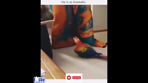 Parrot is so dramatic funnyanimalvideos92 #shorts #youtubeshorts #viral