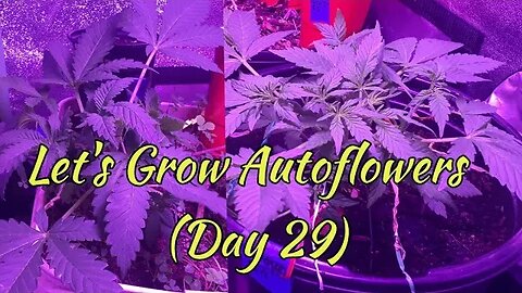 Let's Grow Autoflowers 2gether Day 29