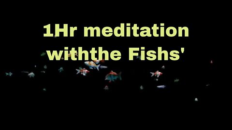 1Hr Meditation Fishs' for Best Sleep