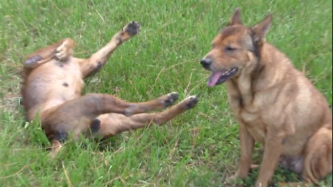 Incredible recovery for two dogs beaten down by abuse