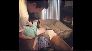Bulldog puppy kisses send baby into giggle fit