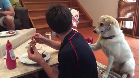 Rescue Dog Hilariously Pats Owner’s Shoulder To Get A Bite Of His Food