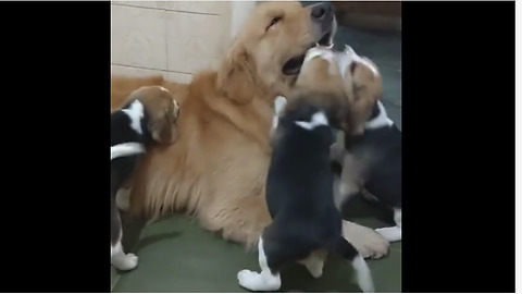 Patient Golden Retriever Entertains Rambunctious Puppies
