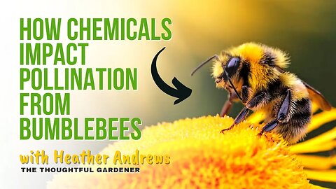How Chemicals Impact Pollination from Bumblebees