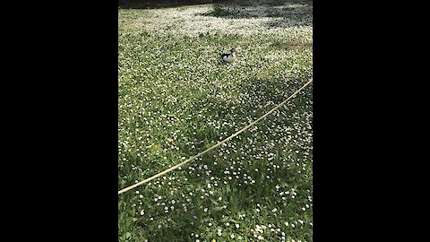 Cute Duck running between the flowers