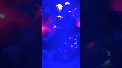 The world of jellyfish 🪼 #aquarium
