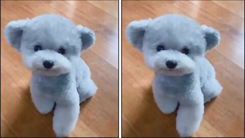 Cute Dog Look Like Teddy