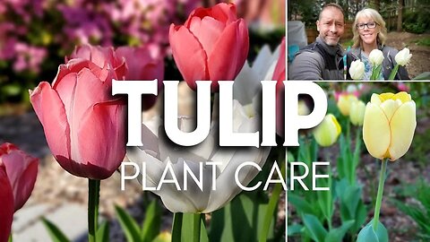 🌷 Tulip Plant Care | Friday Plant Chat 🌷