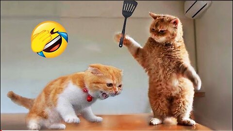 Funniest animal 2024😂 new funny cats and dogs vedio-part 1