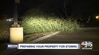 Trees damaged by monsoon storms