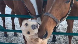 Cão cria amizade com três cavalos