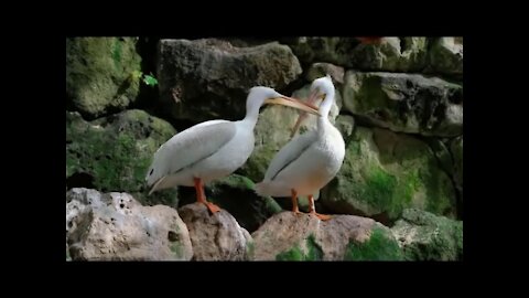 Wild Bird Life - The Diary of a Wild Pelican