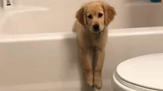 Un adorable chiot se coince dans une baignoire